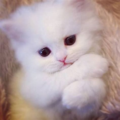 White Baby Kittens ~ Mnmdesigninc