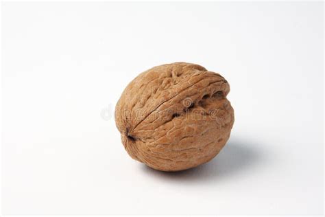 One Single Nut Stock Image Image Of Nutmeat Tasty Isolated 17956779