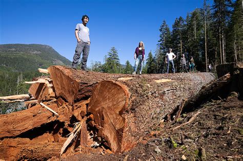Ndp Blamed For Failing To Save Vancouver Island Old Growth Giants From