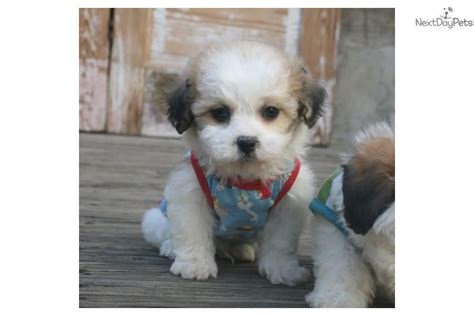 Meet Benjy A Cute Shichon Puppy For Sale For 600 Benjy Shichon