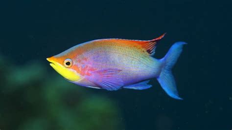 Rainbowfish Tropical Fish Wallpapers Hd Desktop And Mobile Backgrounds