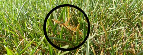 How Do I Get Rid Of Rust In My Lawn Grow Your Yard