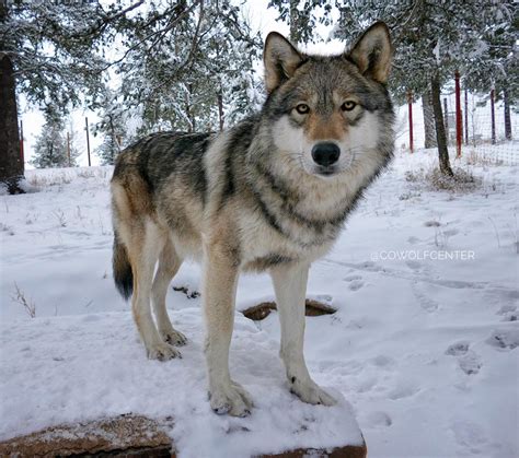 Are There Wild Wolves In Colorado History Of Wolves In Rockies