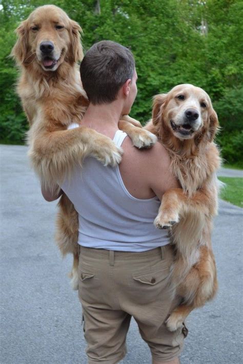 Excess fat on your dog's body is also a major indicator of being overweight. 8 Photos Of Giant Dogs Who Love Being Held Like Puppies