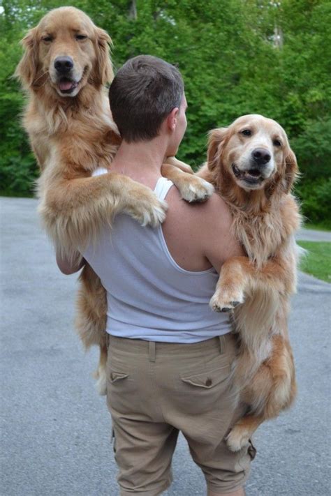 Your vet would know what is best for you breed of dog. 8 Photos Of Giant Dogs Who Love Being Held Like Puppies