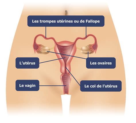 Anatomie De La Femme à La Découverte Des Organes Génitaux Internes