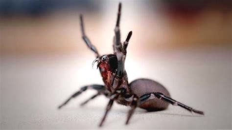 However, some stings can be painful and trigger a serious allergic reaction. Spiders That Kill People ~ Wolf Spider