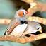 Pet Finches  Wallpapers Gallery