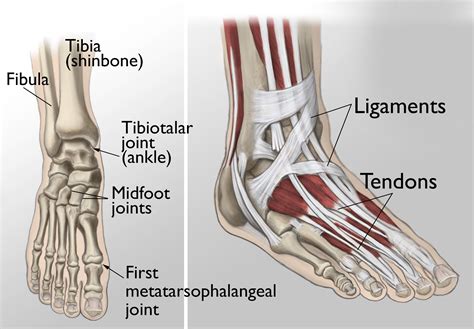 Tendons And Ligaments In Foot And Leg Lateral Ankle Anatomy Lower Leg