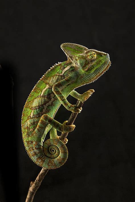 Chameleon Photography