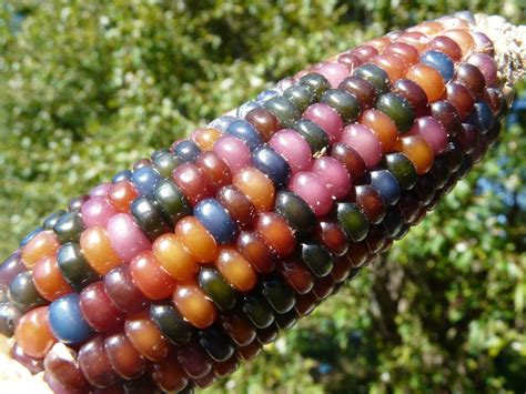 Authentic Glass Gem Corn Gorgeous 25 Seeds Rare от Smartseeds Flint