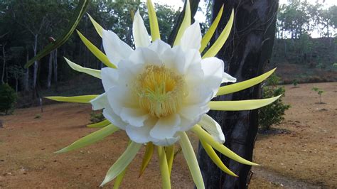 Oh What A Beauty The Large Flower Of He Dragon Fruit Plant Only