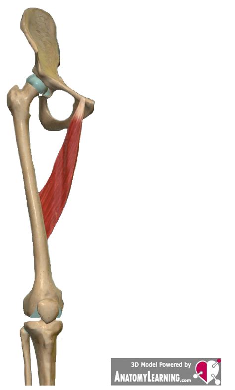 Adductor Muscles Anatomy Click Here