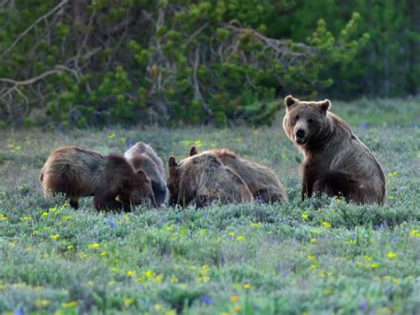Grizzly Bears Eating An Elk Calf Smithsonian Photo Contest