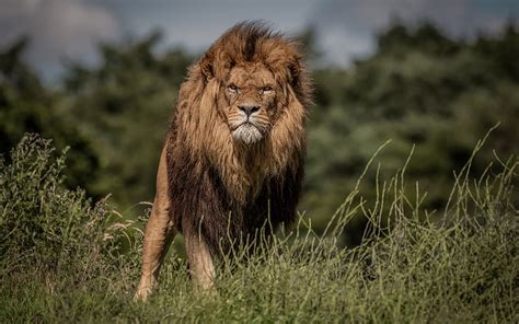 Lion Wildlife Predator Lions Africa Wild Animals Dangerous