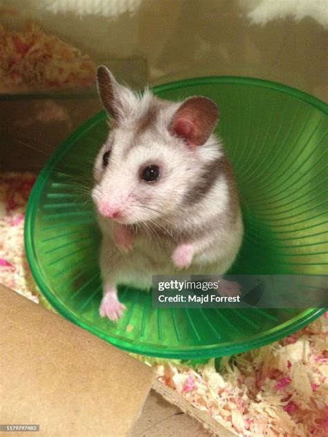 Syrian Hamster High Res Stock Photo Getty Images