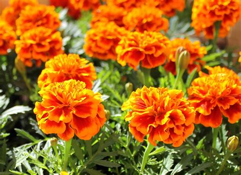 10 Easy Flowers To Grow Bob Vila