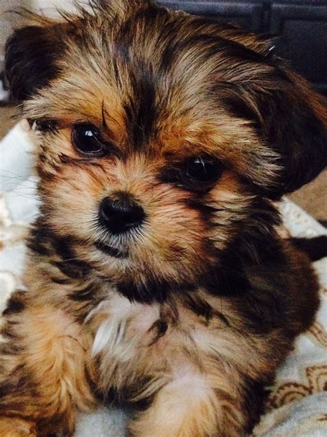 Morkie And Shih Tzu Mix Mixerxf