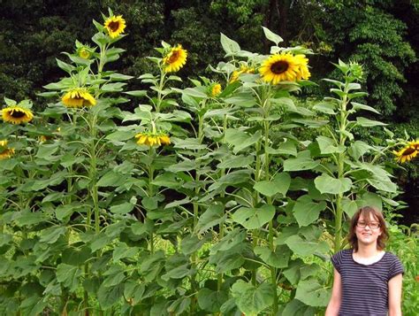 Mammoth Sunflower In 2020 Mammoth Sunflower Bloom Where Youre