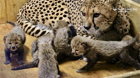 Cubs Baby Cheetah Two Cheetah Cubs Photograph By Martin Harvey And