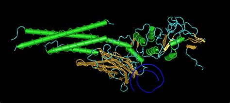 Tocilizumab Structure Ijms Free Full Text The Two Faced Cytokine