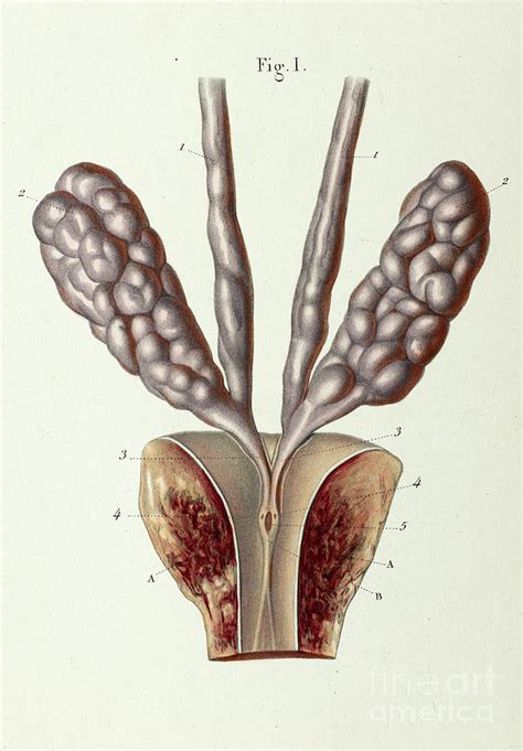 Ejaculatory Organs And Ducts Photograph By Science Photo Library Pixels Merch