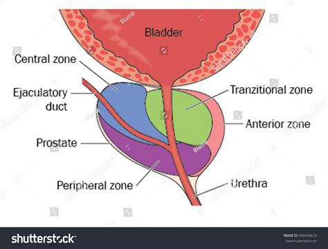 Prostate Gland Showing Position Relative Bladder Stock Vector Royalty Free