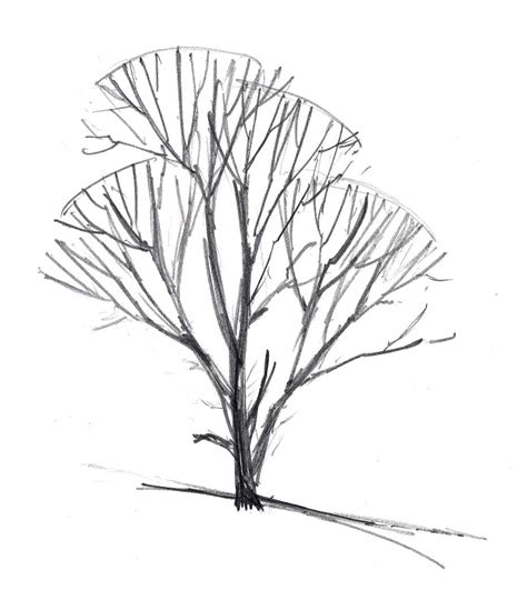 How To Draw Trees In Winter John Muir Laws
