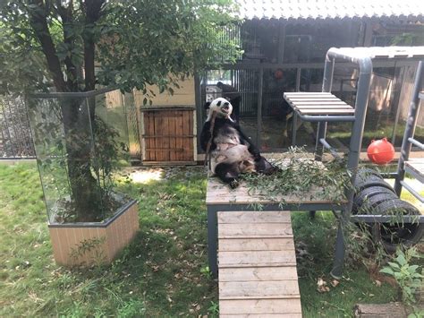 Giant Panda Long Fei Giant Panda Long Tengs Twin At Fuzhou Panda World