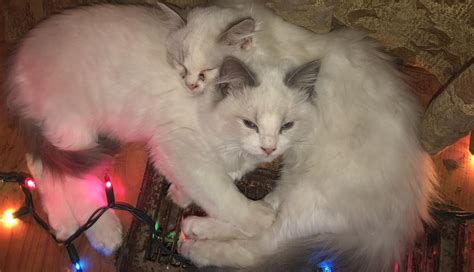 Present.male and female ragdoll kittens for sale now ready to go home.the little babies have had current vaccination,vet check,health. Ragdoll Cats For Sale | Cleveland, OH #288531 | Petzlover