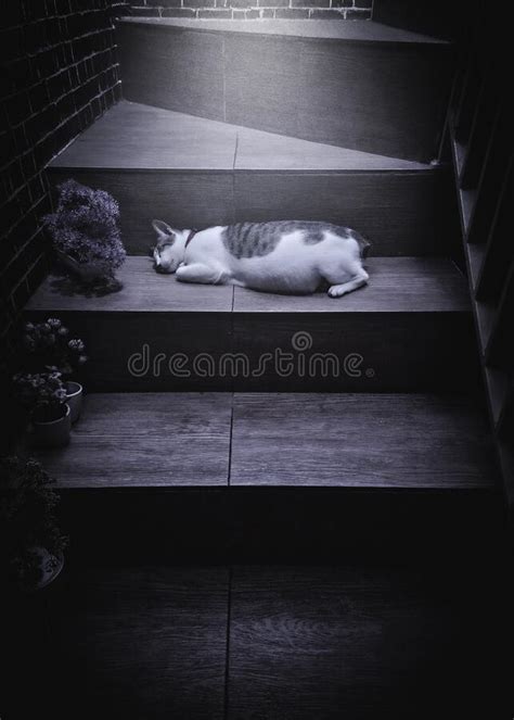 Cute Sleeping Pregnant Cat Stock Image Image Of Moody 264734191