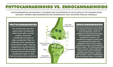 Phytocannabinoids Vs Endocannabinoids