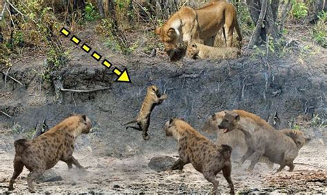 Kİng Lİon Vs Hyena Most Amazing Wild Animal Attacks Wild Animals