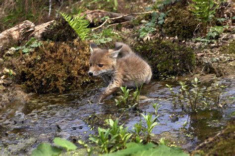 Internet Praises Man For Rescuing Fox Cub In Danger Legend