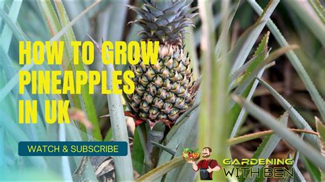 How To Grow Pineapples In The Uk This Is The Easy Step By Step Guide