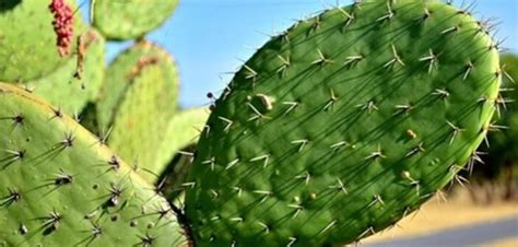 Sin embargo, esto no significa que puedan prescindir de ella tanto como crees. Significado de los sueños sobre Cactus - Soñar con Cactus