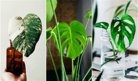 7 Jenis Monstera alias Janda Bolong, Tanaman Hias yang ...