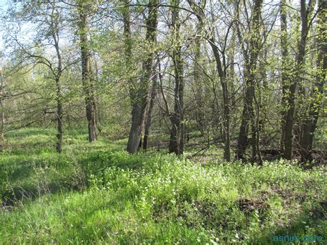 Green Grass In The Spring Of Russian Forest Free Photo Download