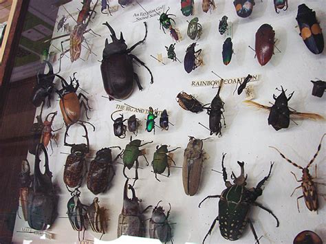 ENTOMOLOGI KESEHATAN | Tawilran
