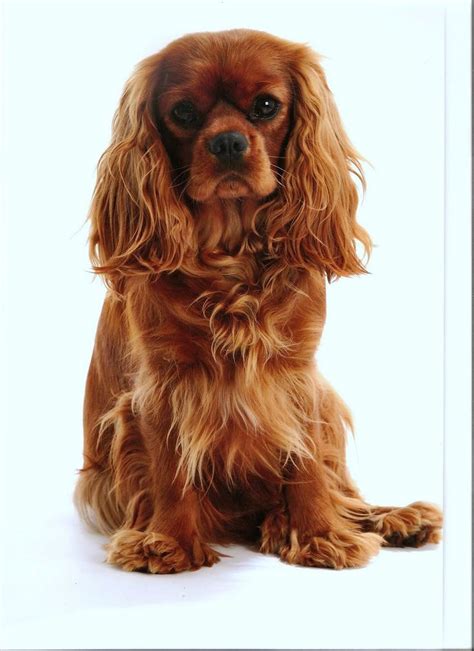 Best Images About Ruby Cavalier King Charles Spaniel On Pinterest Puppys Spaniels And Sweet