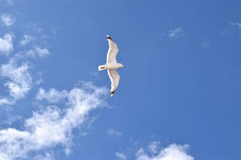 Seagull Gull Sky Free Photo On Pixabay Pixabay