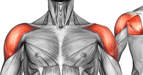 Seated Tricep Press How To Muscles Worked Benefits And Alternatives