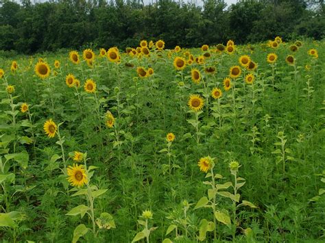 Sunflowers Arent Forever Hurry To Poolesville To View Them