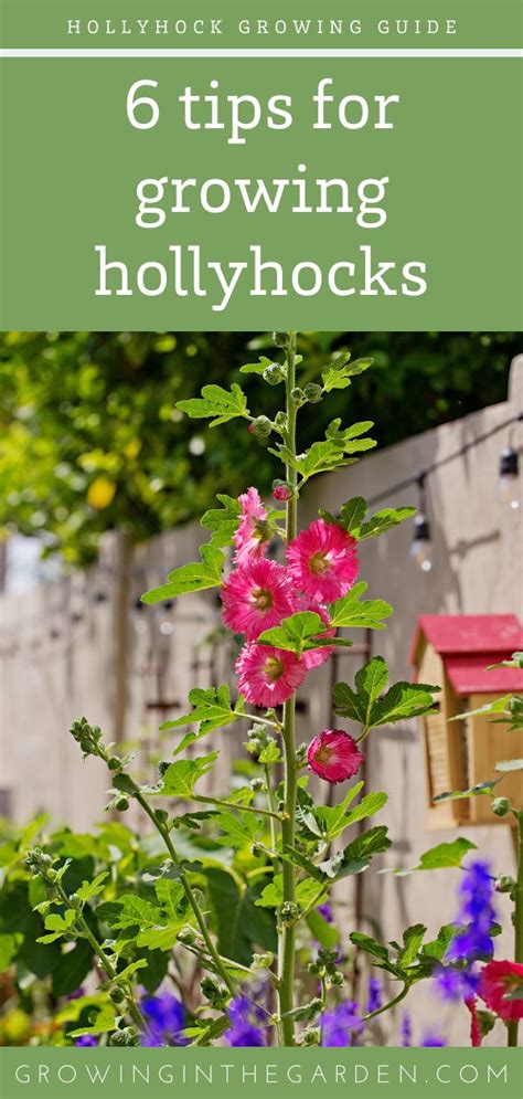 How To Grow Hollyhocks Growing Hollyhocks Garden Planning