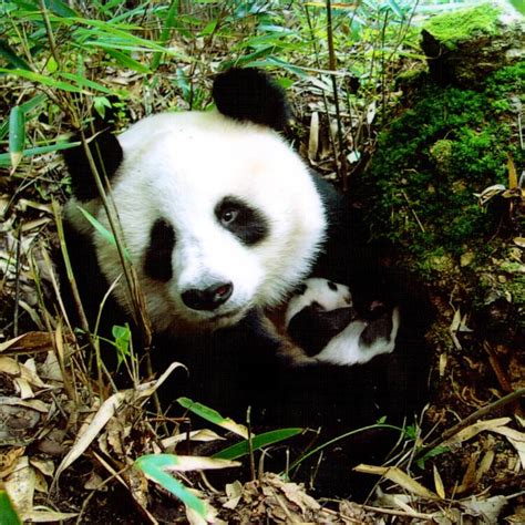 Sichuan Giant Panda Sanctuaries Wolong Mt Siguniang And Jiajin