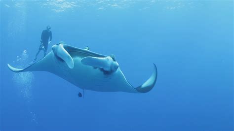 Giant Oceanic Manta Ray Marine Animals