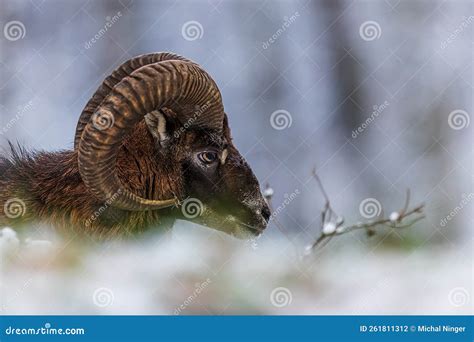 Male European Mouflon Ovis Aries Musimon Has A Broken Forehead From The