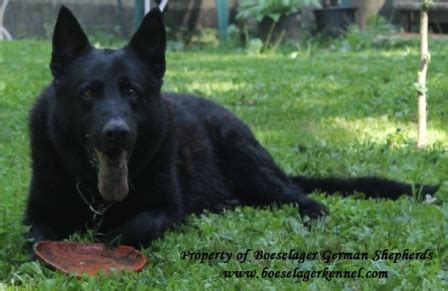 German shepherds were originally used as herders and to guard flocks against. Get Here Red And Black German Shepherd Puppies For Sale ...