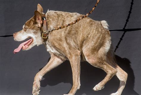 The Worlds Ugliest Dog Contest The Washington Post