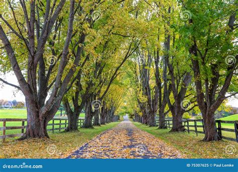 Tree Lined Country Lane In Autumn Stock Image Image Of Colorful Line